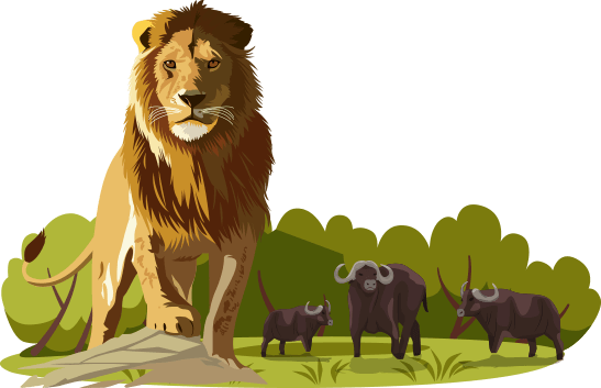 a lion and 3 buffaloes