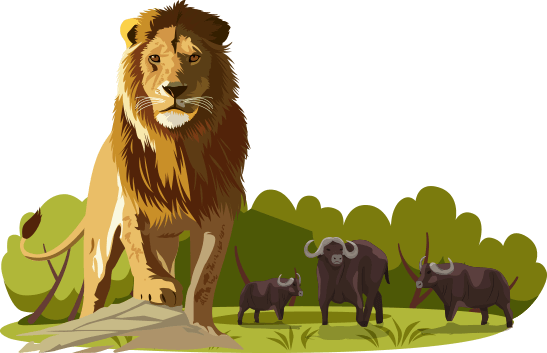 lion_story_2 a lion and 3 buffaloes
